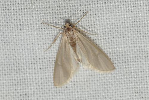 Réf. 264 319 : Acentria ephemerella